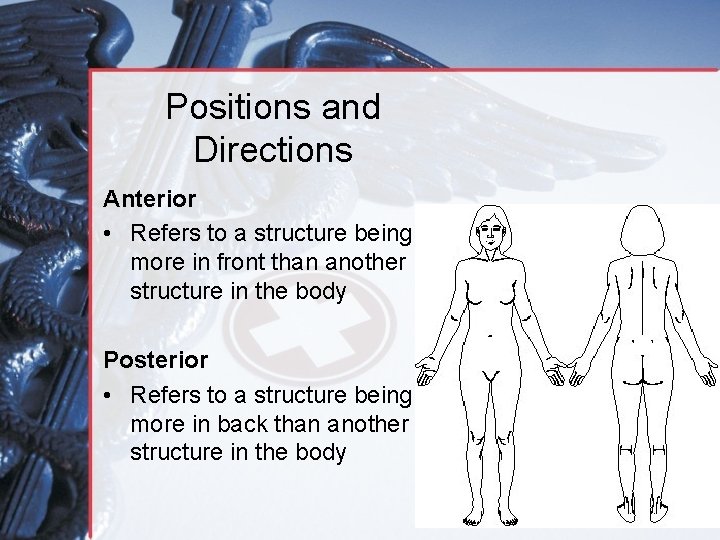Positions and Directions Anterior • Refers to a structure being more in front than