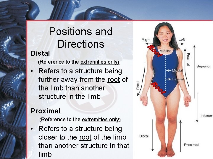 Positions and Directions Distal (Reference to the extremities only) • Refers to a structure