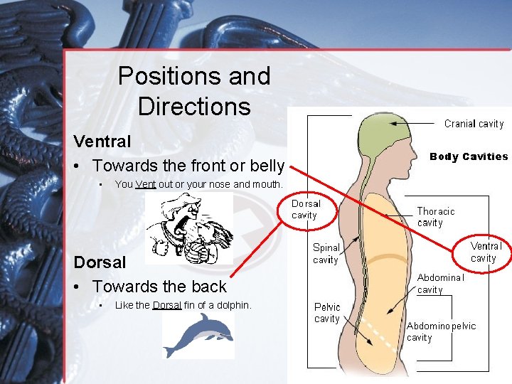 Positions and Directions Ventral • Towards the front or belly • You Vent out