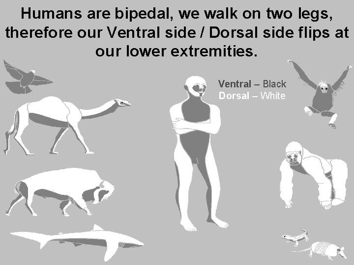 Humans are bipedal, we walk on two legs, therefore our Ventral side / Dorsal