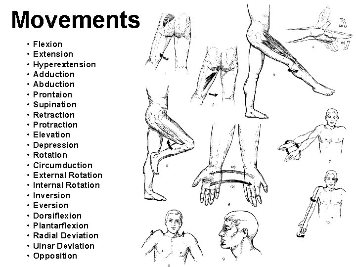 Movements • • • • • • Flexion Extension Hyperextension Adduction Abduction Prontaion Supination