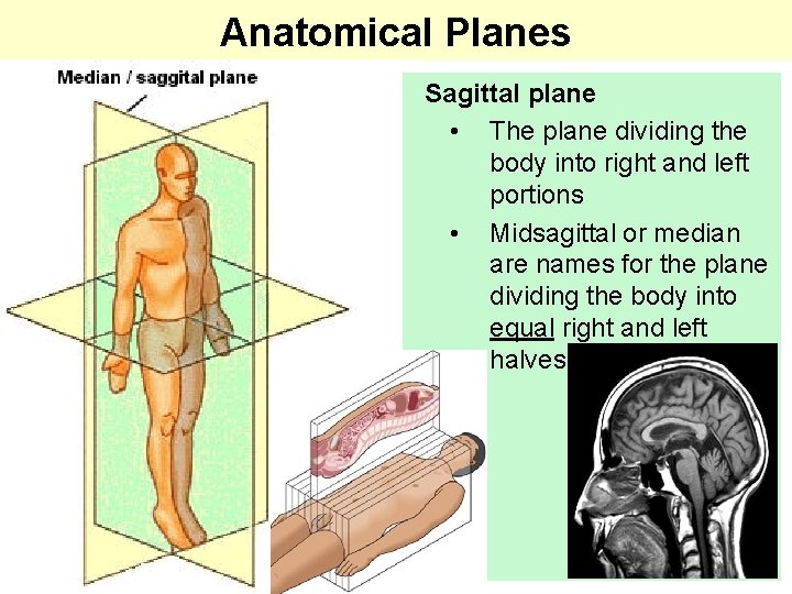 Anatomical Planes Sagittal plane • The plane dividing the body into right and left