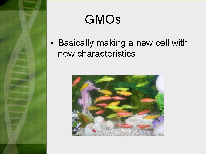 GMOs • Basically making a new cell with new characteristics 