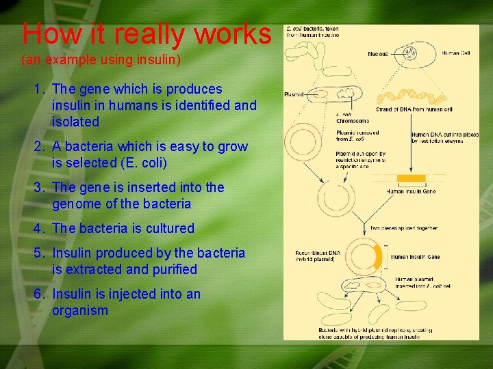 How it really works (an example using insulin) 1. The gene which is produces