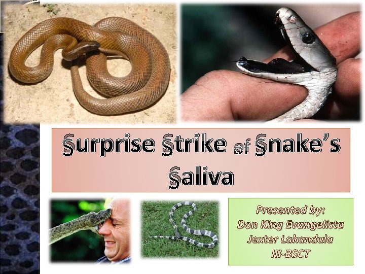 Surprise Strike of Snake’s Saliva Presented by: Don King Evangelista Jexter Lakandula III-BSCT 
