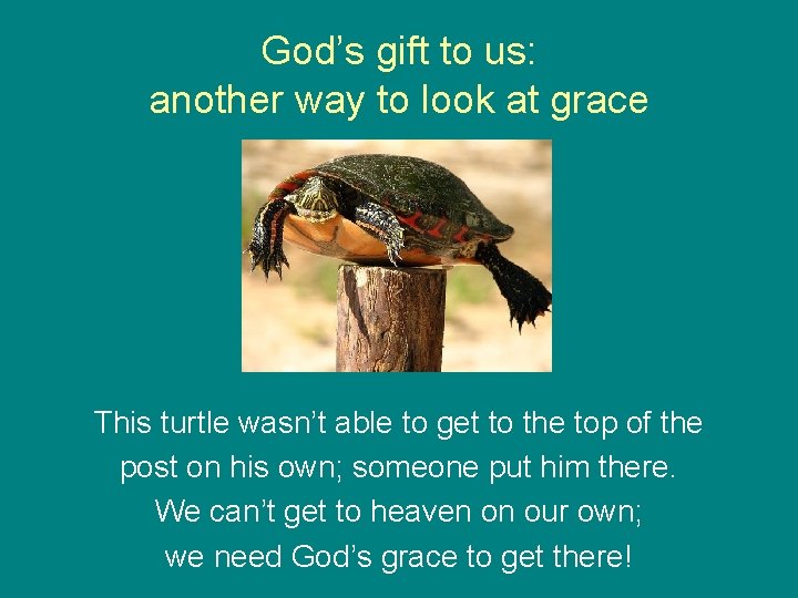 God’s gift to us: another way to look at grace This turtle wasn’t able