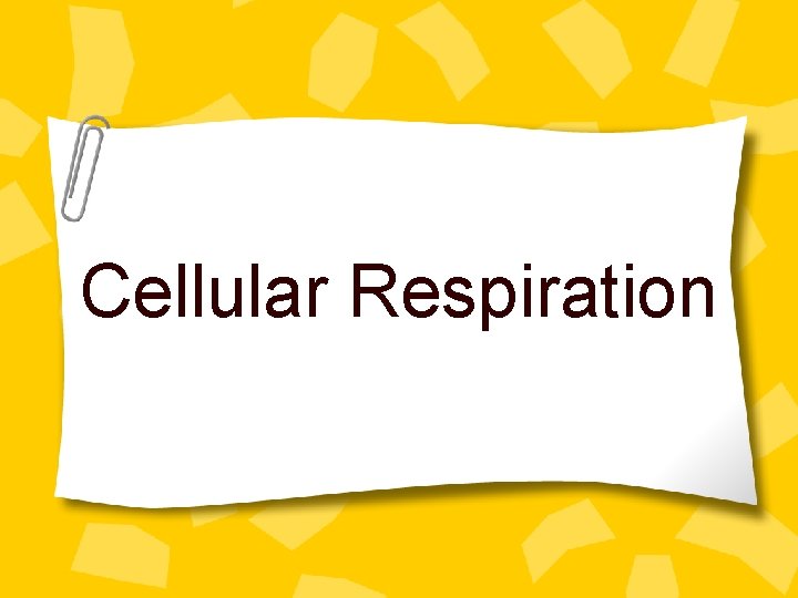 Cellular Respiration 