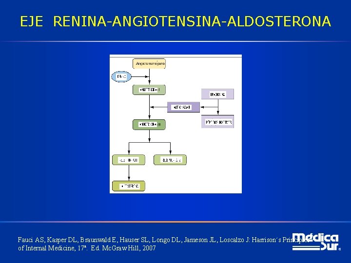 EJE RENINA-ANGIOTENSINA-ALDOSTERONA Fauci AS, Kasper DL, Braunwald E, Hauser SL, Longo DL, Jameson JL,