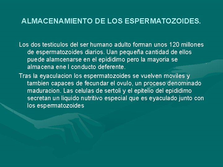 ALMACENAMIENTO DE LOS ESPERMATOZOIDES. Los dos testiculos del ser humano adulto forman unos 120