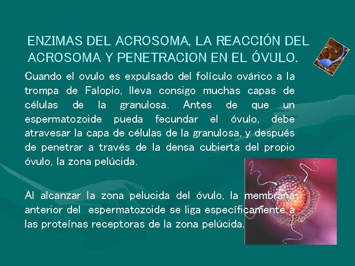 ENZIMAS DEL ACROSOMA, LA REACCIÓN DEL ACROSOMA Y PENETRACION EN EL ÓVULO. Cuando el