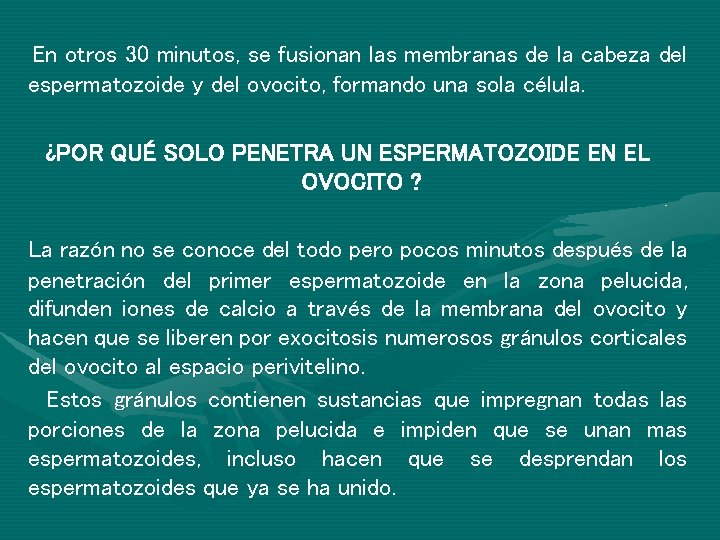 En otros 30 minutos, se fusionan las membranas de la cabeza del espermatozoide y