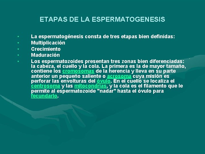 ETAPAS DE LA ESPERMATOGENESIS • • • La espermatogénesis consta de tres etapas bien