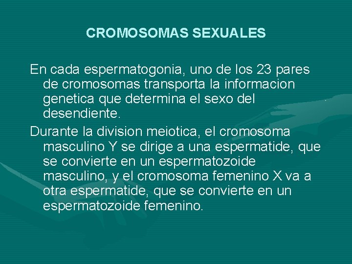 CROMOSOMAS SEXUALES En cada espermatogonia, uno de los 23 pares de cromosomas transporta la