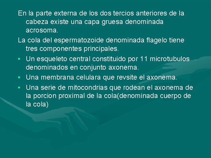 En la parte externa de los dos tercios anteriores de la cabeza existe una