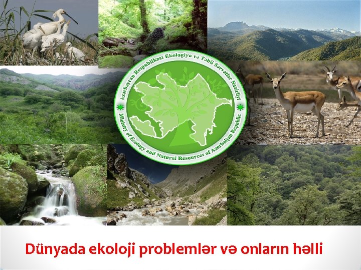 Dünyada ekoloji problemlər və onların həlli 