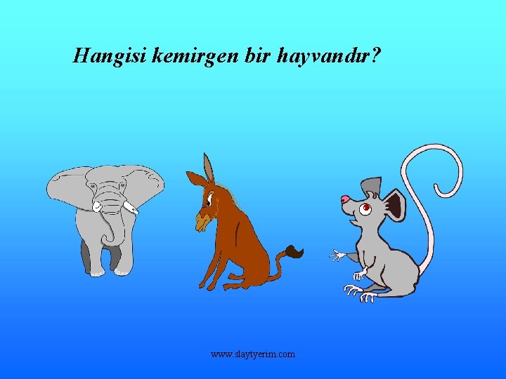 Hangisi kemirgen bir hayvandır? www. slaytyerim. com 