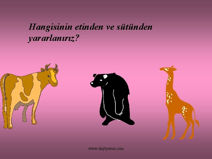 Hangisinin etinden ve sütünden yararlanırız? www. slaytyerim. com 