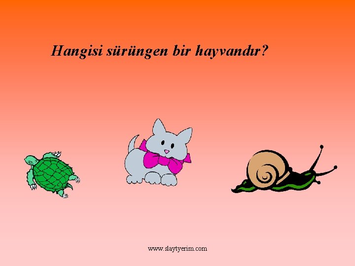 Hangisi sürüngen bir hayvandır? www. slaytyerim. com 