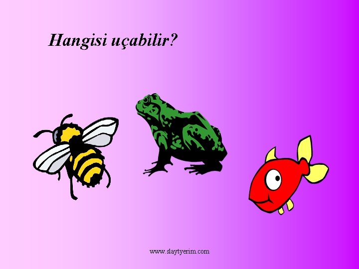 Hangisi uçabilir? www. slaytyerim. com 