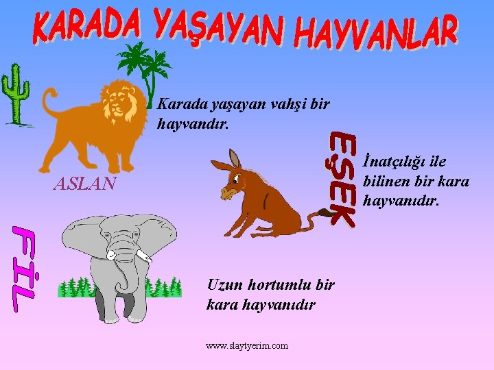 Karada yaşayan vahşi bir hayvandır. İnatçılığı ile bilinen bir kara hayvanıdır. ASLAN Uzun hortumlu