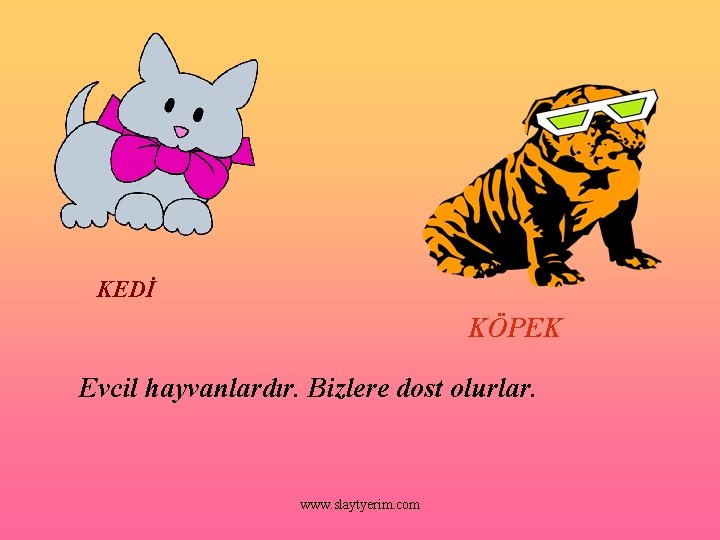 KEDİ KÖPEK Evcil hayvanlardır. Bizlere dost olurlar. www. slaytyerim. com 