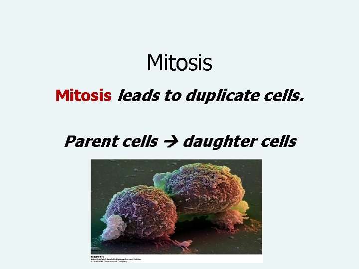 Mitosis leads to duplicate cells. Parent cells daughter cells 