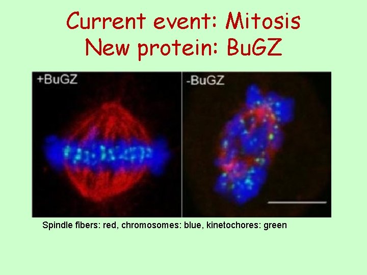 Current event: Mitosis New protein: Bu. GZ Spindle fibers: red, chromosomes: blue, kinetochores: green