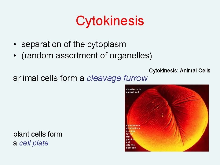 Cytokinesis • separation of the cytoplasm • (random assortment of organelles) animal cells form