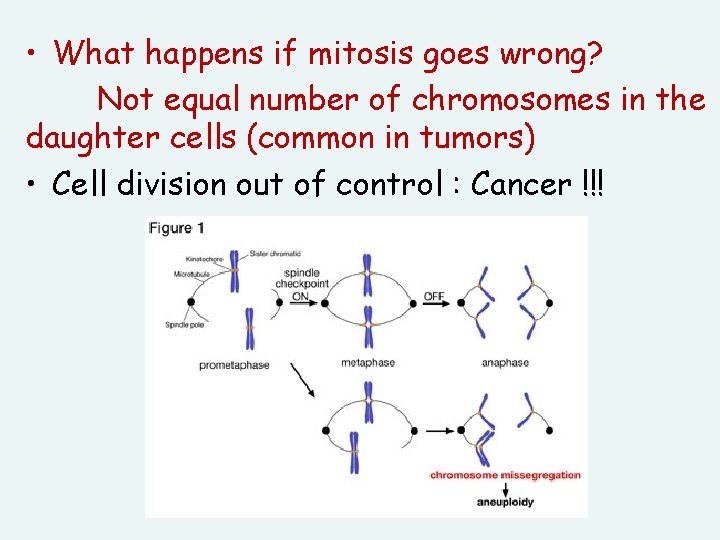  • What happens if mitosis goes wrong? Not equal number of chromosomes in