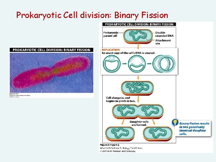 Prokaryotic Cell division: Binary Fission 