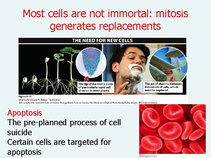 Most cells are not immortal: mitosis generates replacements Apoptosis The pre-planned process of cell