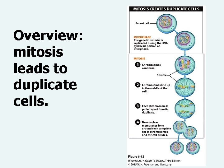 Overview: mitosis leads to duplicate cells. 