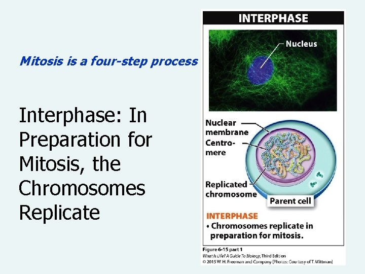 Mitosis is a four-step process Interphase: In Preparation for Mitosis, the Chromosomes Replicate 