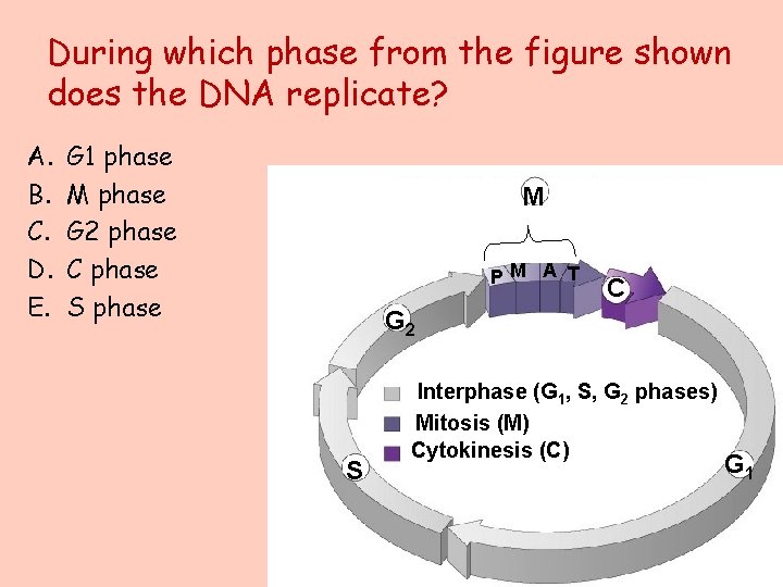 During which phase from the figure shown does the DNA replicate? A. B. C.