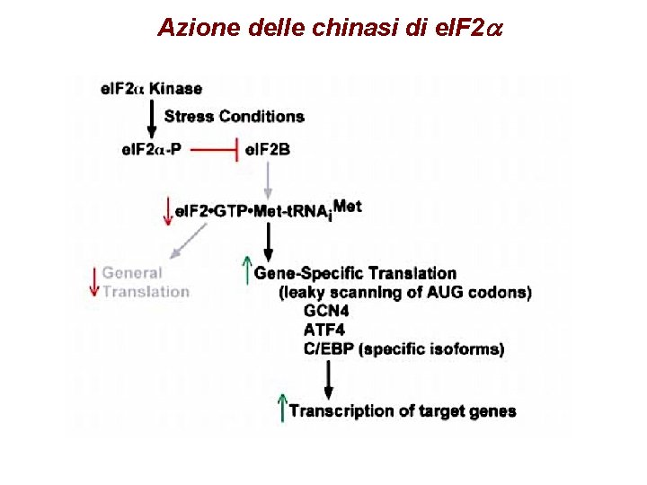 Azione delle chinasi di e. IF 2 a 