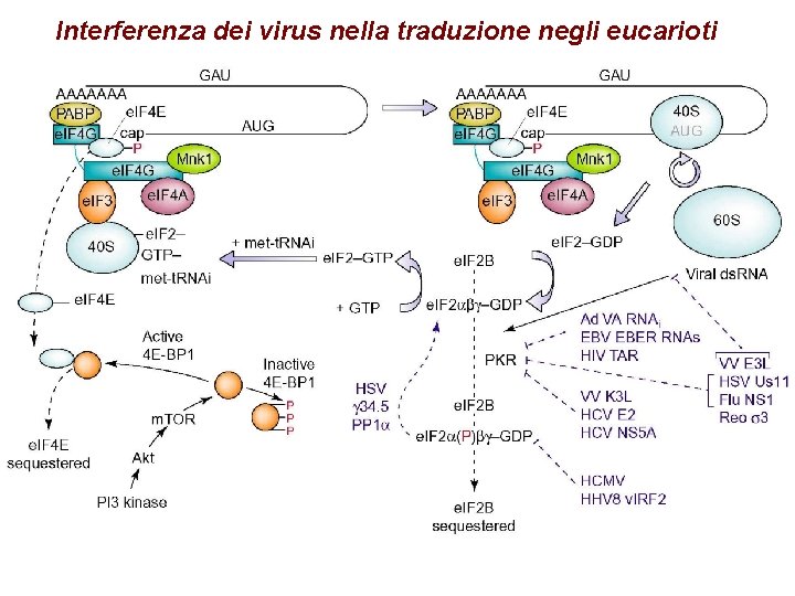 Interferenza dei virus nella traduzione negli eucarioti 