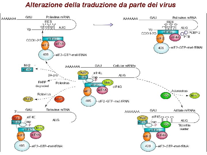 Alterazione della traduzione da parte dei virus 