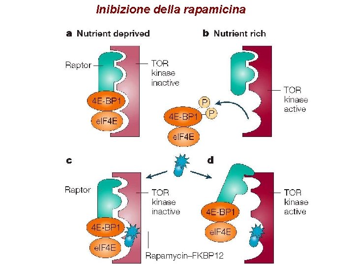 Inibizione della rapamicina 