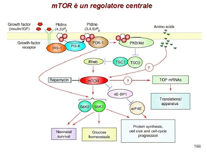 m. TOR è un regolatore centrale 