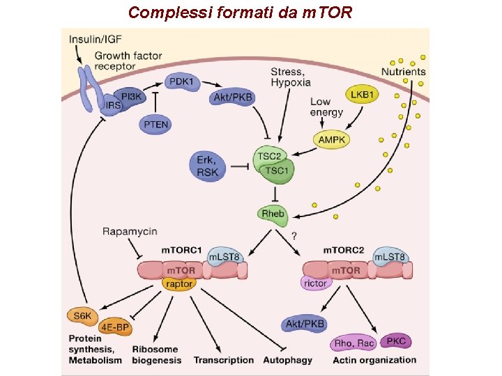 Complessi formati da m. TOR 