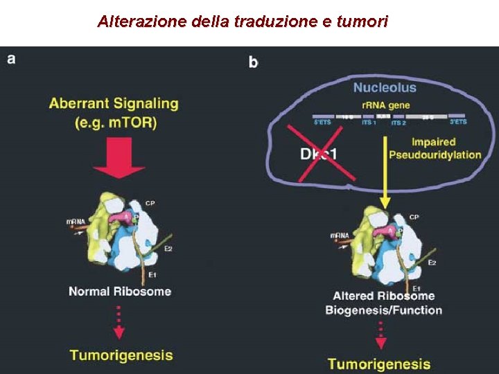 Alterazione della traduzione e tumori 