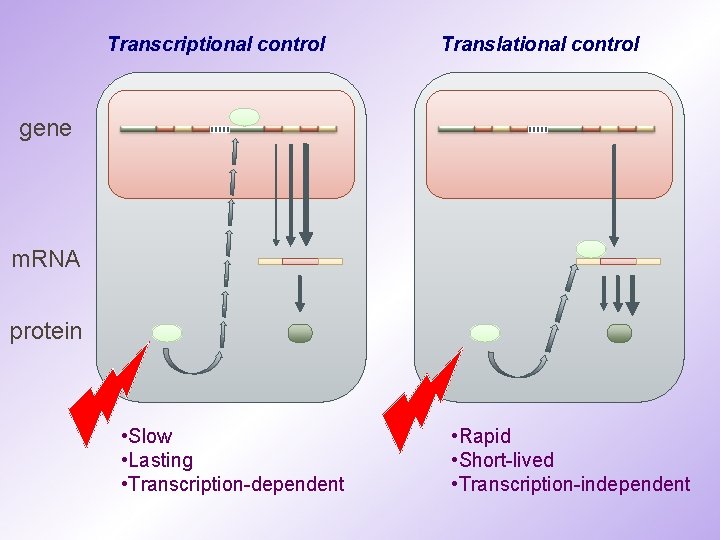 Transcriptional control Translational control gene m. RNA protein • Slow • Lasting • Transcription-dependent