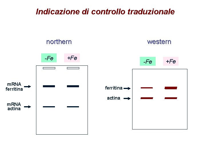 Indicazione di controllo traduzionale northern -Fe m. RNA ferritina western +Fe -Fe ferritina actina