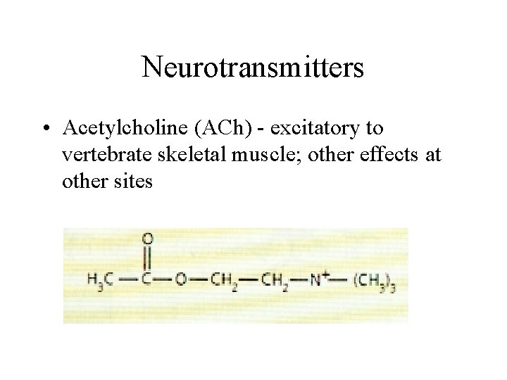 Neurotransmitters • Acetylcholine (ACh) - excitatory to vertebrate skeletal muscle; other effects at other