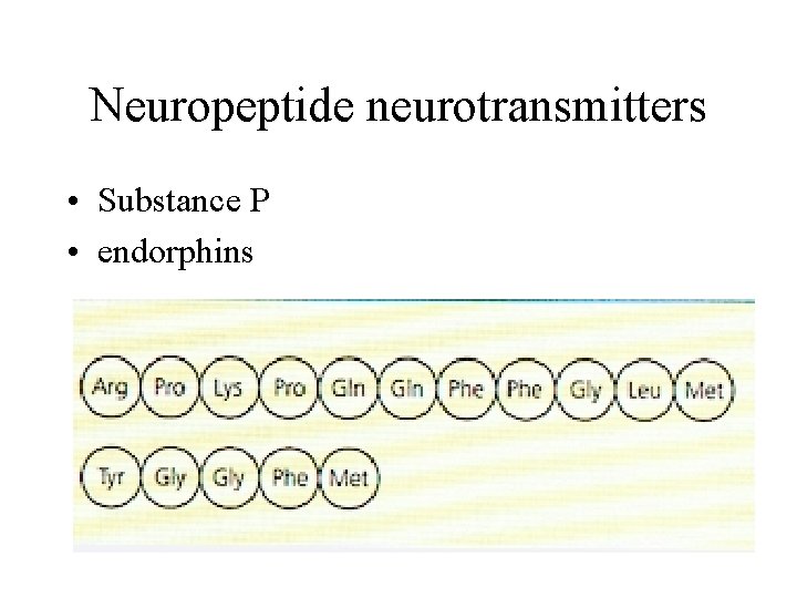 Neuropeptide neurotransmitters • Substance P • endorphins 