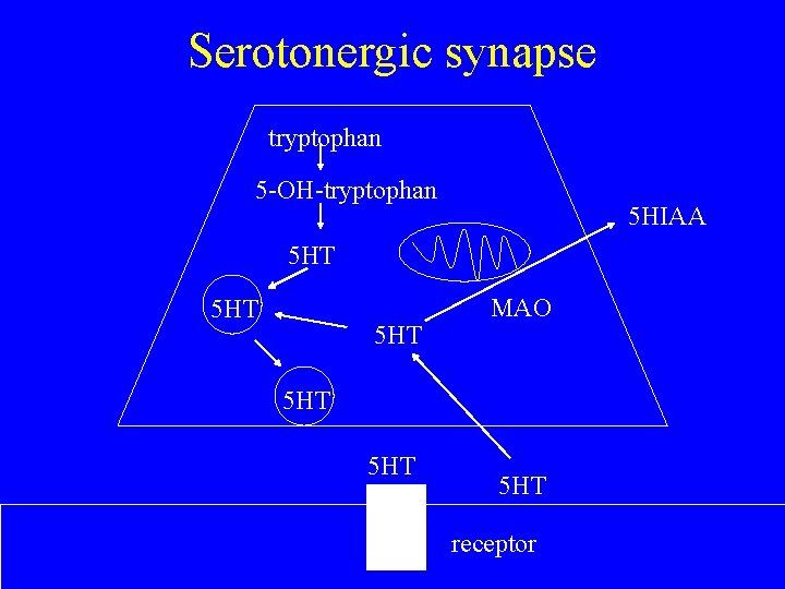 Serotonergic synapse tryptophan 5 -OH-tryptophan 5 HIAA 5 HT 5 HT MAO 5 HT