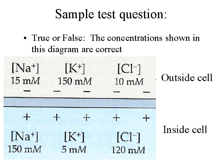 Sample test question: • True or False: The concentrations shown in this diagram are