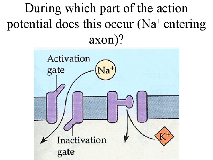 During which part of the action potential does this occur (Na+ entering axon)? 