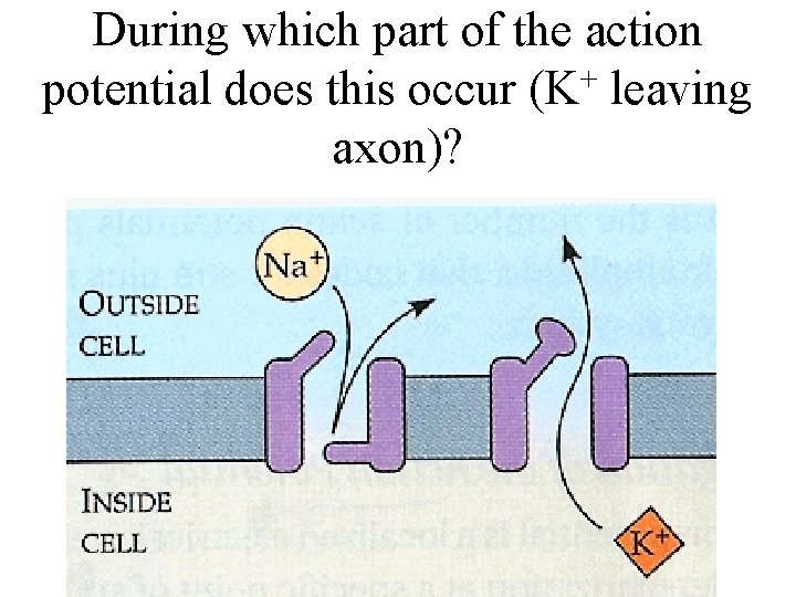 During which part of the action potential does this occur (K+ leaving axon)? 