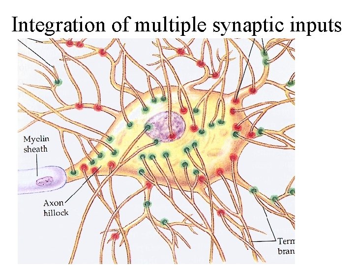 Integration of multiple synaptic inputs 